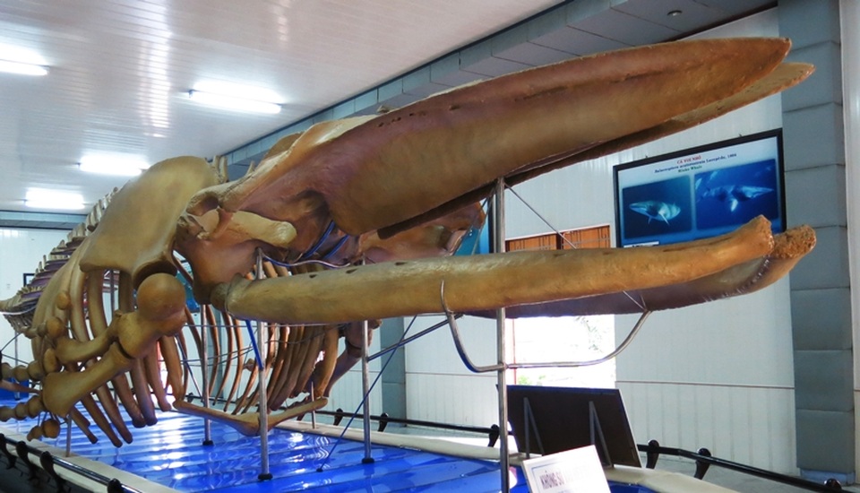 5 điểm nhất định phải “check in” khi đến Nha Trang - 8 Bộ xương cá voi khổng lồ ở Viện Hải dương học