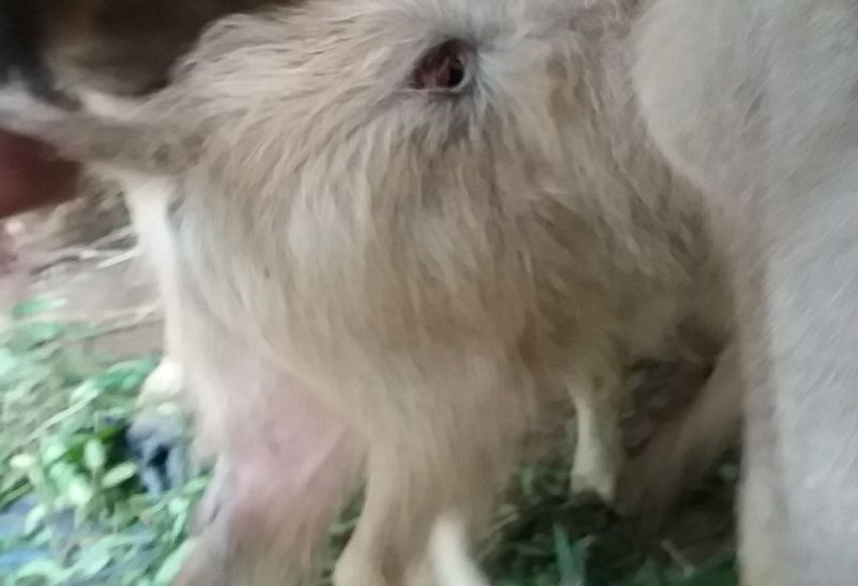 Hàng loạt trâu chăn thả bị chém - 2