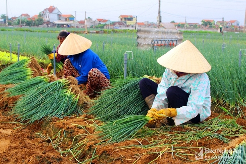 Thu nhập 150 triệu/ha từ trồng hành hoa - 1
Bà con xã Quỳnh Lương (Quỳnh Lưu) tranh thủ ra đồng thu hoạch hành hoa. Ảnh: Việt Hùng