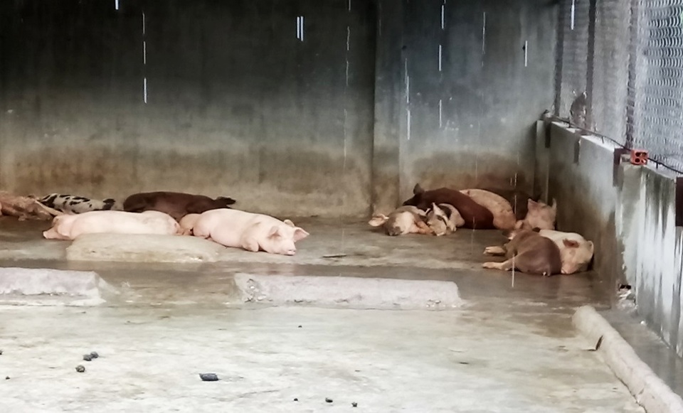 Khốn đốn vì heo bất ngờ chết hàng loạt ở Nha Trang - 2 Đàn heo của gia đình ông Chấn đang có khoảng 20 - 30 con đang mắc bệnh nặng và đang làm mọi cách để cứu chữa