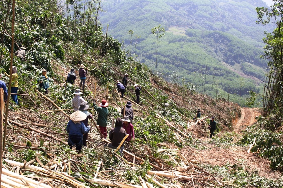 Nhọc nhằn mưu sinh bằng "nghề của những vết sẹo" - 1 Hàng chục người ngày ngày nhọc nhằn mưu sinh trên những đỉnh núi cao chót vót ở Trà Bồng, Quảng Ngãi