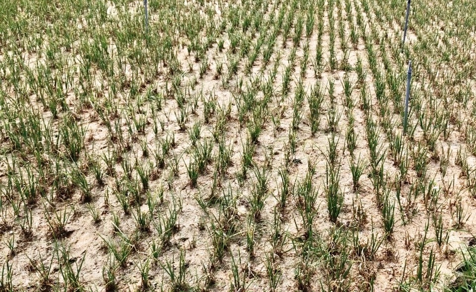 Người trồng hành Lý Sơn lo lắng vì sâu bệnh - 2
Một ruộng hành bị thiệt hại trên 50% diện tích do bệnh lươn rũ.