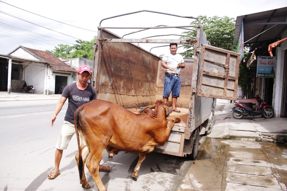 Mua bò được... bảo hành 1 tháng - 2
Sau khi chọn được chú bò ưng ý, người mua sẽ được chủ trại lấy thông tin liên lạc để hỗ trợ chăm sóc bò trong tháng đầu tiên.