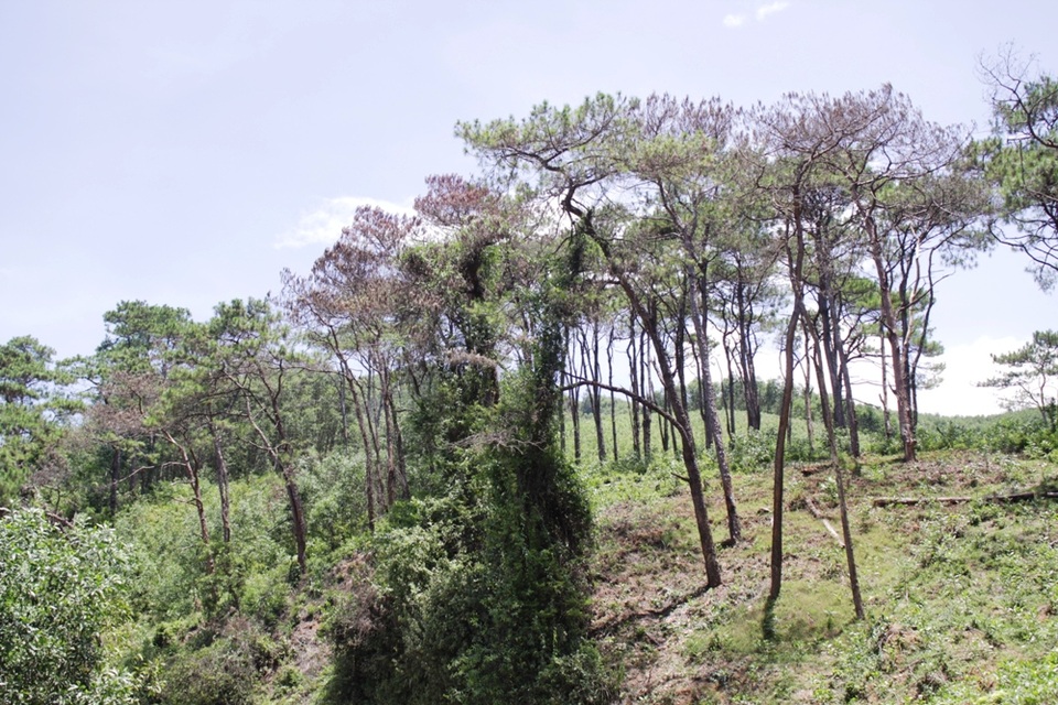 Rừng thông cổ thụ “đẹp như Đà Lạt” dần biến mất - 2 Diện tích thông cổ thụ ít ỏi còn lại đang tiếp tục chết khô.