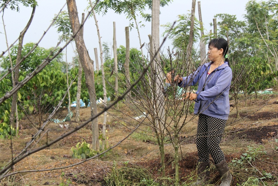 Bón phân… quá chất lượng, nông dân nhận trái đắng - 1 Nhiều cây cà phê của nông dân chết khô sau khi bón phân
