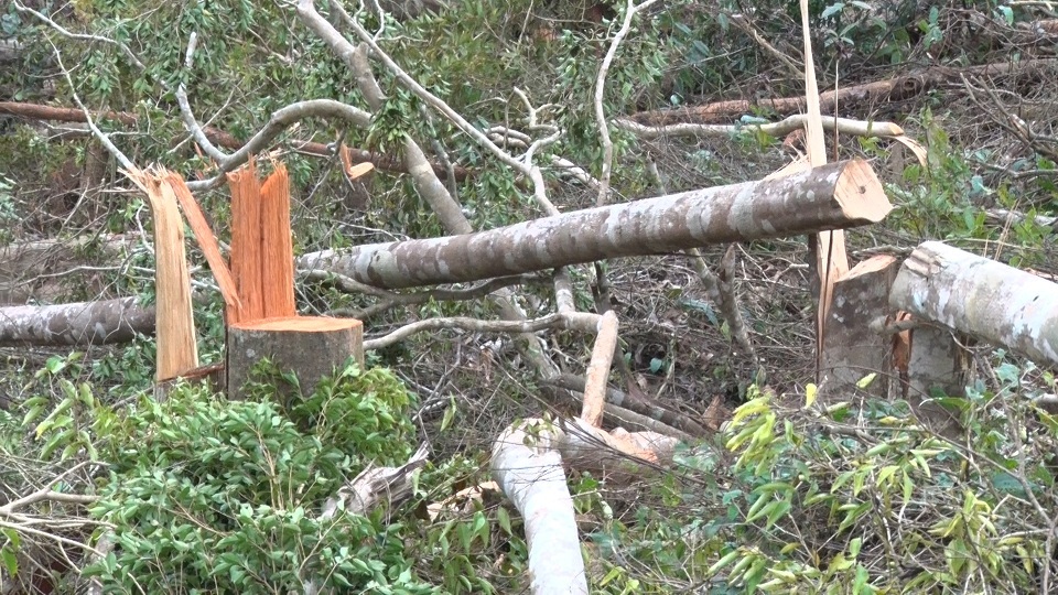 Kỷ luật hai kiểm lâm để rừng bị phá mà... không biết - 1 Hiện trường vụ phá rừng tại xã Trường Xuân