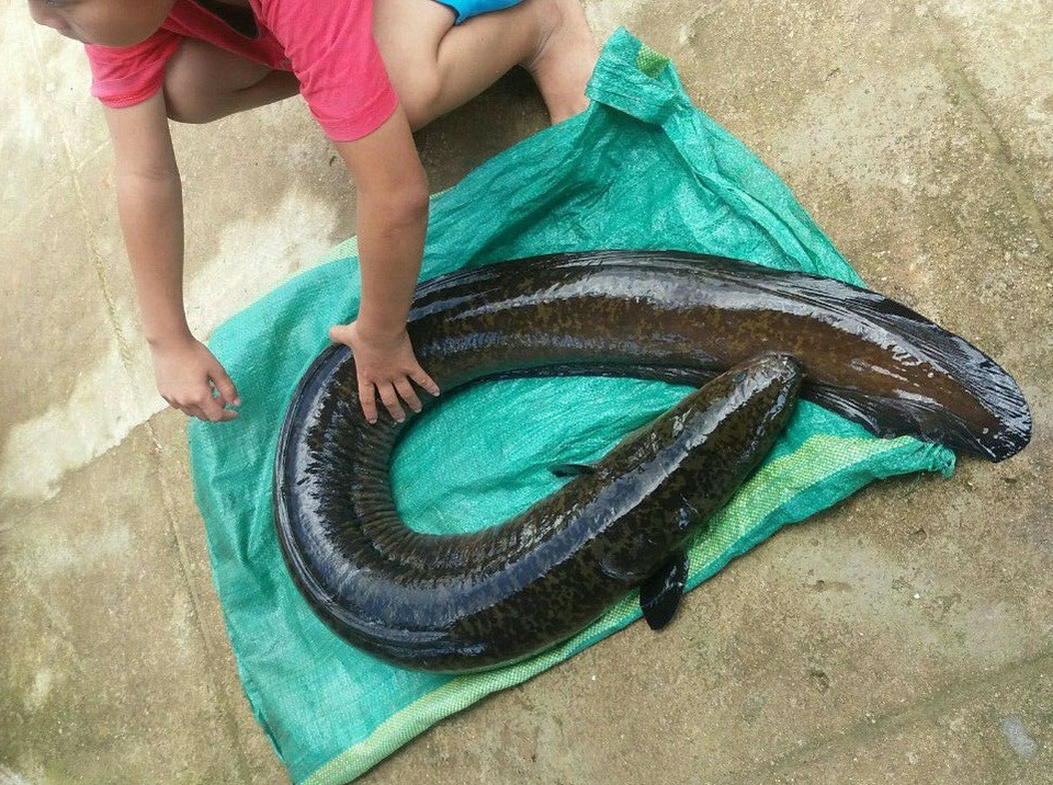Cần thủ câu được cá chình "khủng" nặng 14 kg - 1 Con cá chình nặng 14 kg câu được tại hồ thủy điện Đắkdrinh