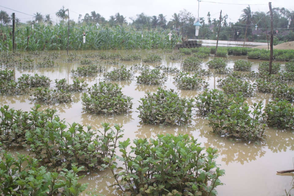 Người nông dân bật khóc giữa thủ phủ hoa cúc - 1 Chiều ngày 7/11, vẫn còn hàng trăm ngàn chậu hoa cúc của người nông dân ngập sâu trong nước