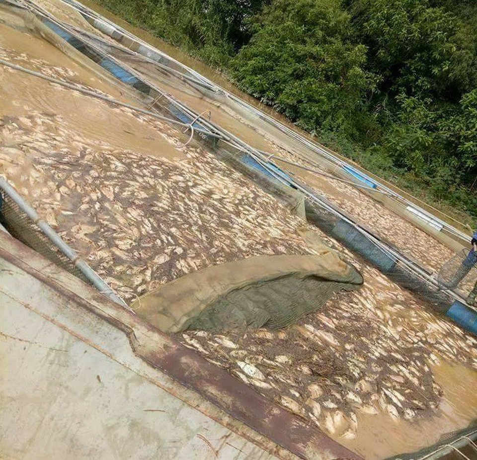 Cá chết nổi trắng lồng bè sau khi nước từ thượng nguồn đổ về