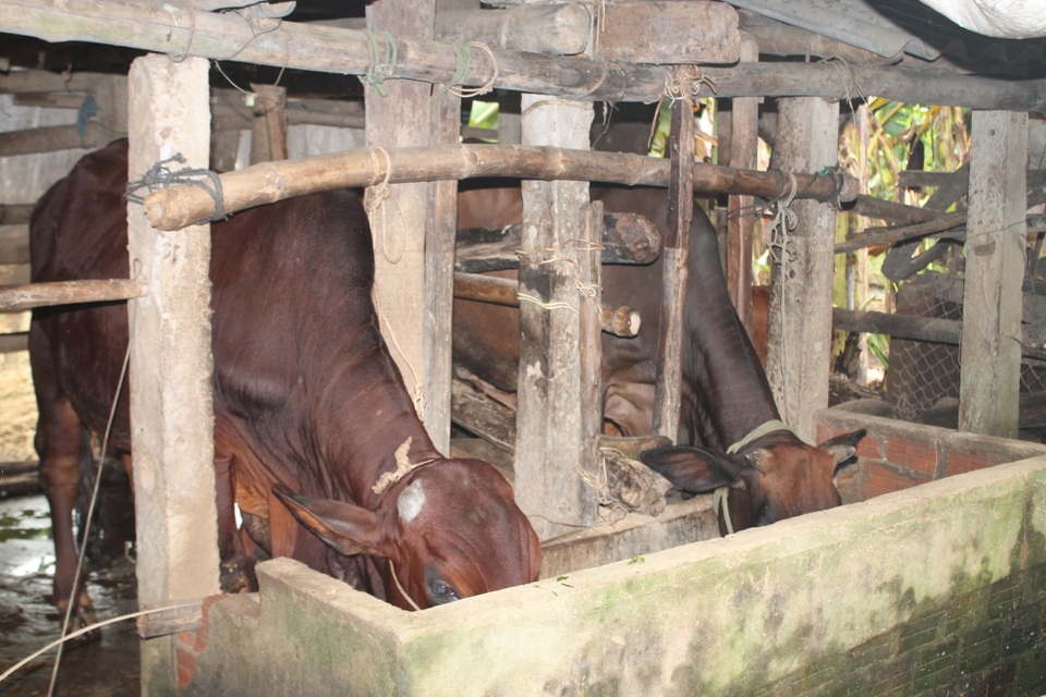 Vì sao 30 con bò giống hỗ trợ lại được "bán" cho hộ nghèo? - 1 Xã Hành Tín Đông đã xé rào thu tiền bò được cấp phát miễn phí cho hộ nghèo để xoay vòng vốn