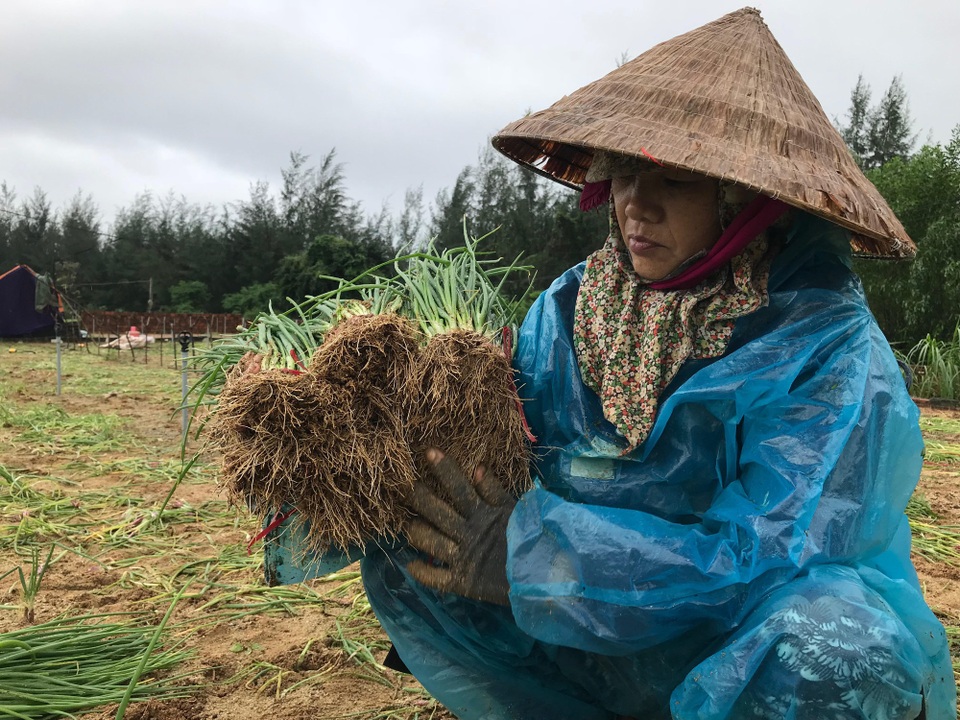 Quảng Ngãi: "Cay mắt" vì hành tím héo rũ phục vụ Tết 2018 - 1 Người dân huyện Bình Sơn nhổ hành non để bán nhằm giảm bớt thiệt hại