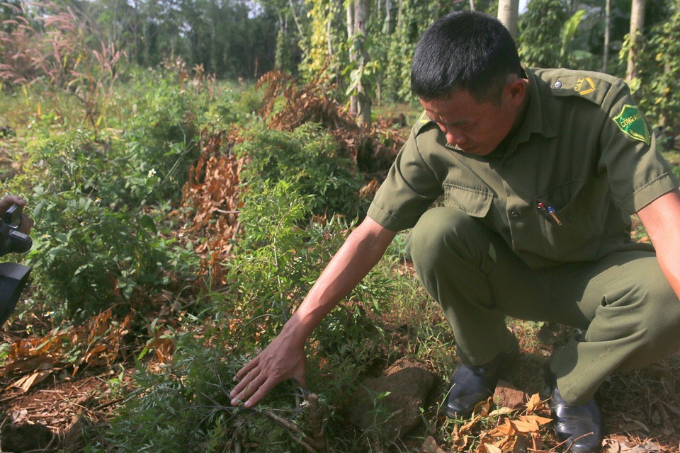 Đinh lăng “sốt” giá, nông dân khốn đốn vì nạn trộm cắp - 1 Thời điểm này, nhu cầu giống đinh lăng cao nên nhiều vườn bị cắt trộm thân