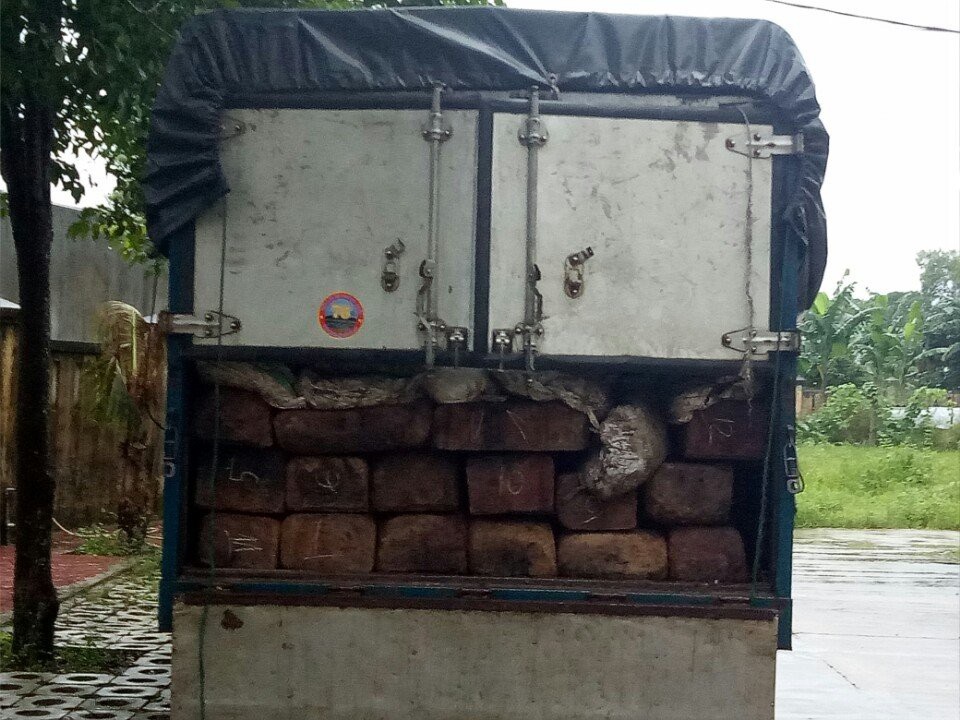 Dùng phân gà ngụy trang 32 phách gỗ quý - 1 32 phách gỗ quý được ngụy trang bằng phân gà