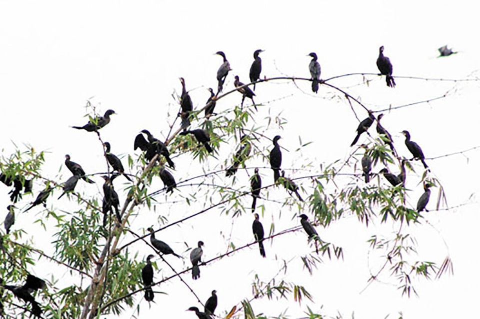 
Nhiều năm nay, đàn chim trời chọn vườn nhà ông Nghĩa làm nơi trú ngụ
