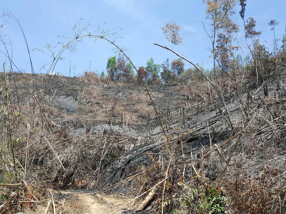 
Hàng ngàn hecta rừng của công ty lâm nghiệp bị người dân phá và lấn chiếm
