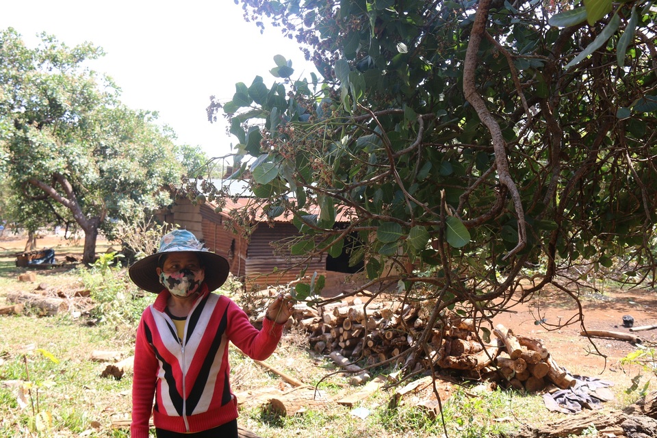 
Dù đã vào chính vụ nhưng nhiều diện tích điều vẫn chưa cho trái khiến nông dân lo lắng
