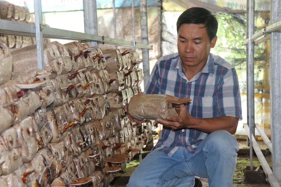 
Từ bỏ công việc thành phố, chàng trai trẻ Nguyễn Kinh Bình về quê trồng nấm
