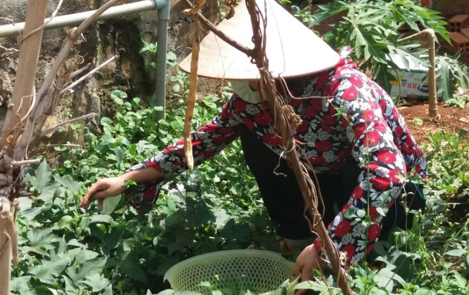 
Công tác tại vùng sâu, các thầy cô phải tự trồng rau xanh
