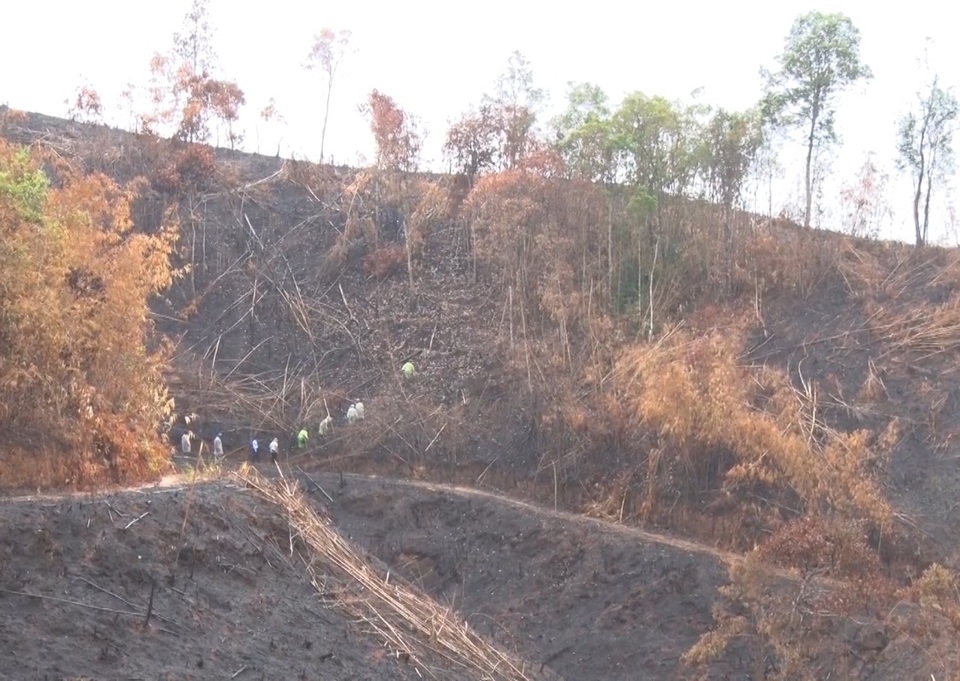 Khởi tố 6 đối tượng phá trắng, đốt trụi 46 ha rừng - 1
Hiện trường vụ phá rừng tại xã Quảng Sơn