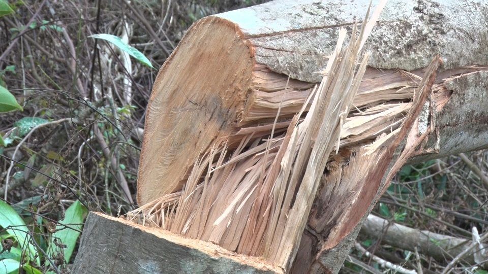 Rừng bị triệt hạ, cơ quan chức năng "chưa được báo cáo" (!) - 2 
Phần lớn là những cây gỗ de, trâm, chò xót có đường kính lên đến 60 cm