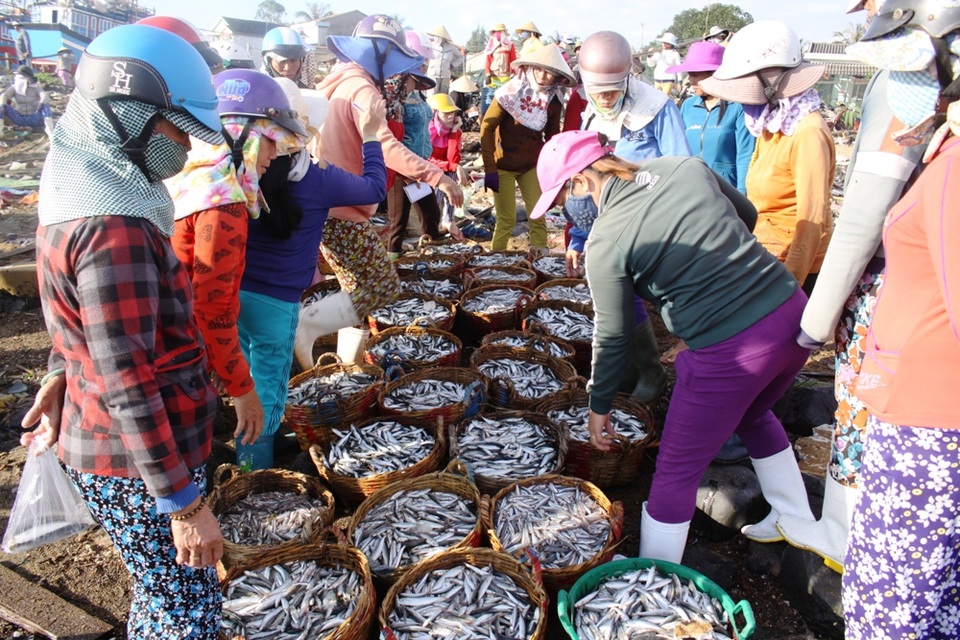 Hàng chục thương lái lựa mua cá cơm hấp xuất khẩu.