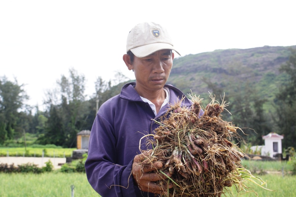 Người trồng hành Lý Sơn lo lắng vì sâu bệnh - 1
Người nông dân Lý Sơn buồn rầu vì hành chết quá nhiều.