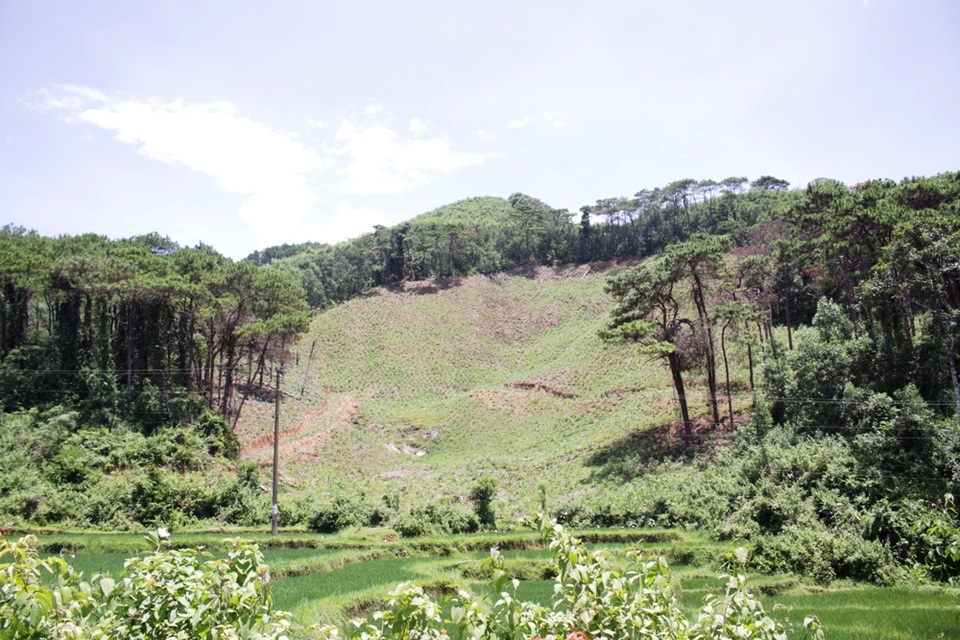 Rừng thông cổ thụ “đẹp như Đà Lạt” dần biến mất - 3 
Cây keo nguyên liệu lấn dần những rừng thông cổ thụ.