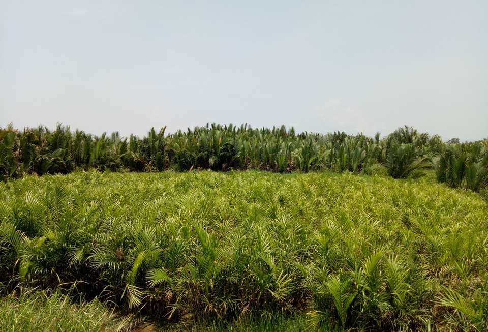 Quảng Ngãi cần cân nhắc cẩn thận trước khi phá bỏ 50 ha rừng dừa nước - 3
Các nhà nghiên cứu khuyến nghị tỉnh Quảng Ngãi cần cân nhắc cẩn thận trước khi phá bỏ rừng dừa nước Bình Phước