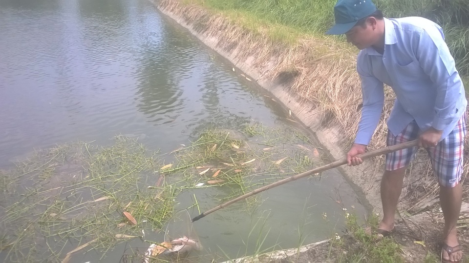Cá chết hàng loạt, gà vịt ăn cá cũng... chết theo - 2 Cá chết hàng loạt, gà vịt ăn cá cũng... chết theo - 2
