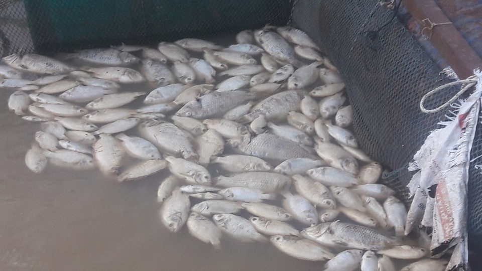 Những con cá có trọng lượng gần 1kg chuẩn bị xuất bán đột ngột chết khiến người dân lao đao