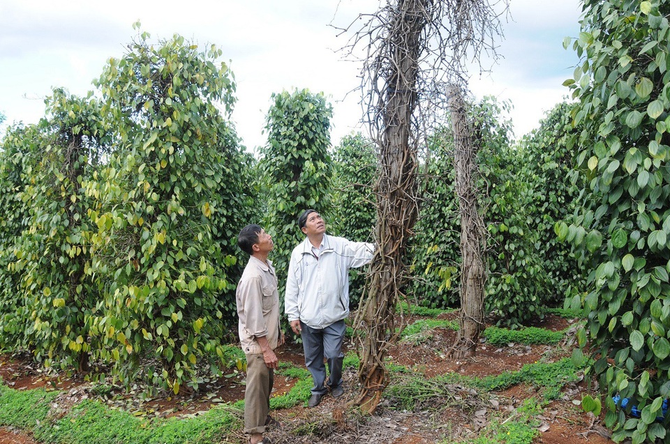 Hồ tiêu chết đột ngột, nông dân "gỡ gạc" bằng trái non - 2 Phần lớn hồ tiêu bị nhổ bỏ, người dân tận thu tiêu non để gỡ gạc chi phí sản xuất