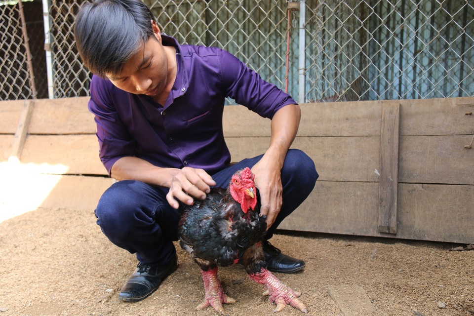 Gà giống giá cao ngất ngưởng, chủ trại lắc đầu thông báo "cháy hàng" - 2 Do hết gà thịt, nên con gà trống giống này được bán anh Quy với giá 7 triệu đồng
