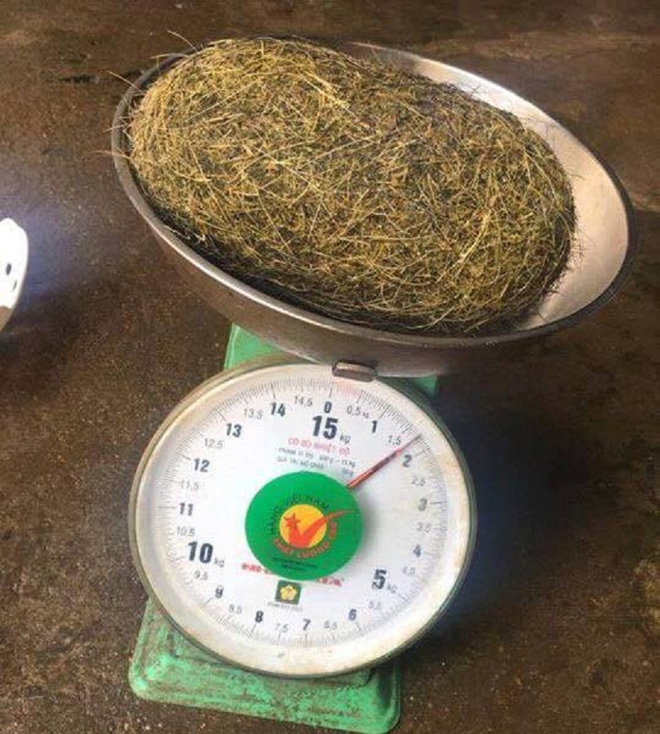 Phát hiện vật nghi là cát lợn quý hiếm nặng gần 2kg - 1
Vật nghi là cát lợn mà gia đình anh Hảo tìm thấy sáng nay