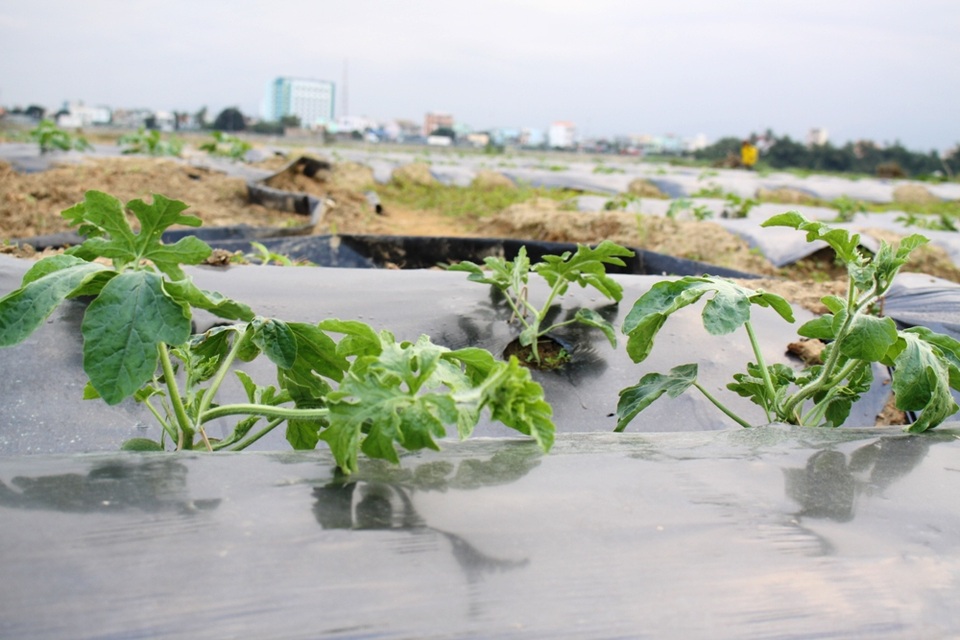 Những mầm xanh mang ước mơ về một mùa dưa ngọt bên sông Trà