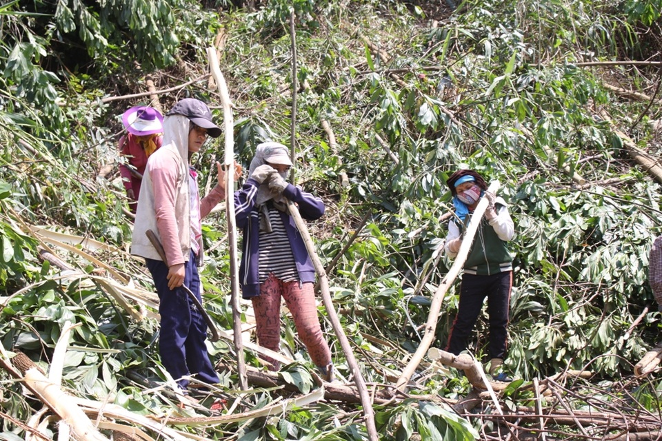 Nhọc nhằn mưu sinh bằng "nghề của những vết sẹo" - 3 Hồ Thị Út (áo kẻ)cuối tuần nào cũng tranh thủ lên núi phụ mẹ mưu sinh, nuôi ước mơ được đi học tới nơi tới chốn