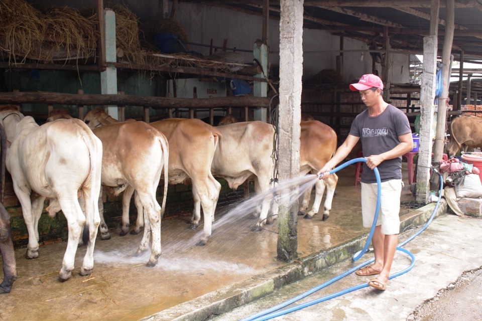 Mua bò được... bảo hành 1 tháng - 1
Mỗi ngày các trại bò bán ra từ 5 - 7 con bò giống chất lượng cho người chăn nuôi.