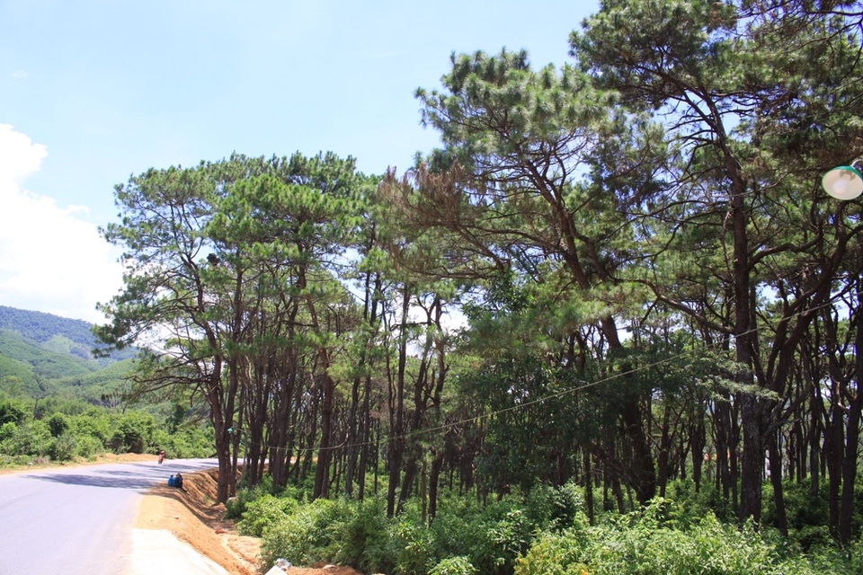 Rừng thông cổ thụ “đẹp như Đà Lạt” dần biến mất - 1 
Rừng thông xanh tốt còn lại tại huyện Ba Tơ đang kêu cứu trước sự bức tử của con người vì lợi ích kinh tế.