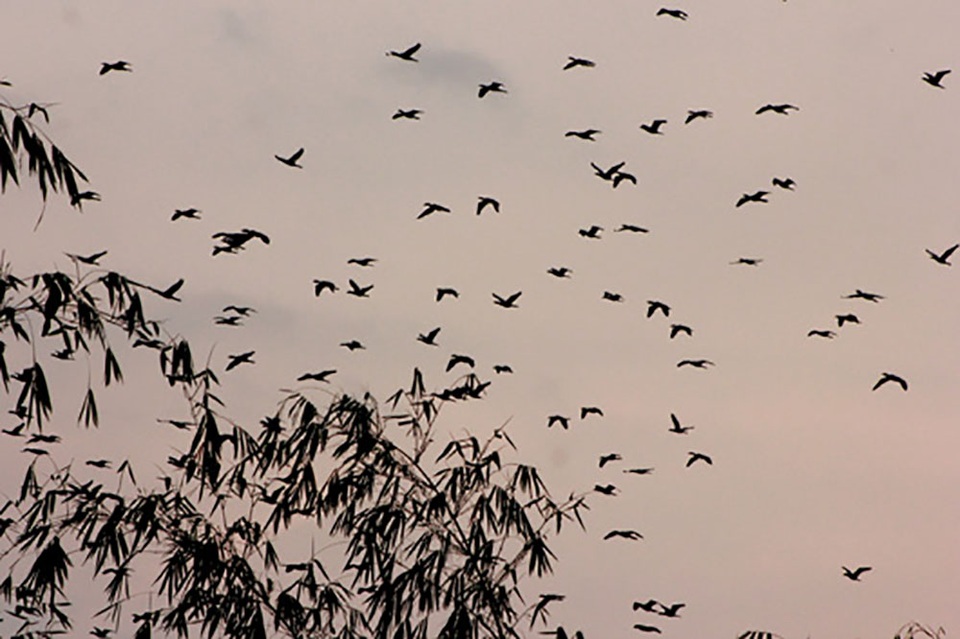 Đàn chim trời hàng ngàn con giữa lòng thị xã Gia Nghĩa