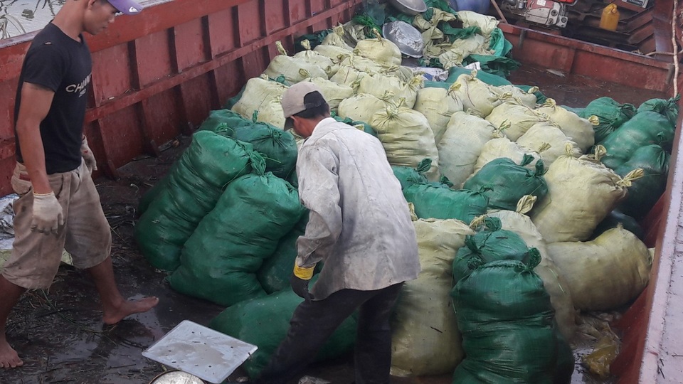 Hàng chục bao cá chết được chở đi tiêu hủy