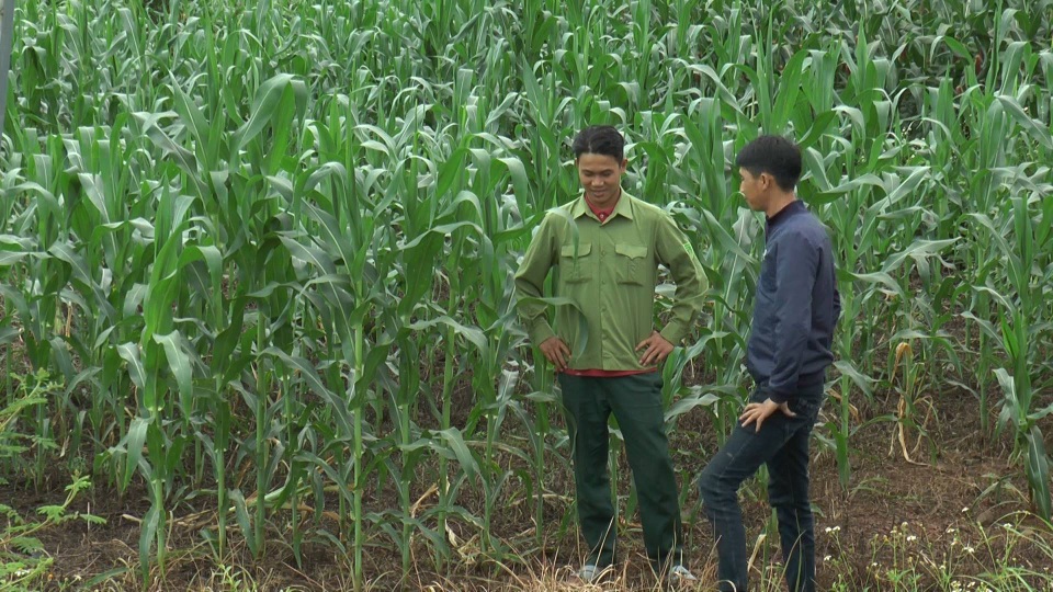 Lấy đất rừng phòng hộ để sản xuất, người dân “đòi” tiền hỗ trợ, đền bù? - 3 Thay thế cây rừng phòng hộ bằng cây hoa màu, cây công nghiệp ngắn ngày