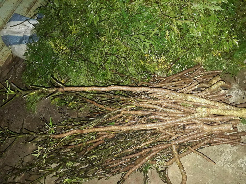 Đinh lăng “sốt” giá, nông dân khốn đốn vì nạn trộm cắp - 3 Những thân cây đinh lăng bị cắt gọn chuẩn bị mang đi tiêu thụ được chủ vườn phát hiện