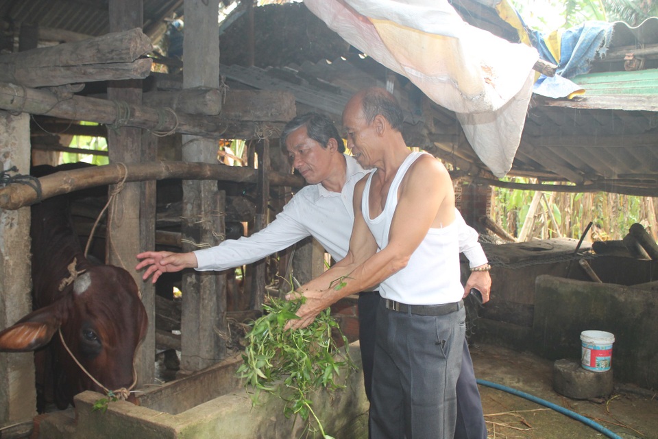 Vì sao 30 con bò giống hỗ trợ lại được "bán" cho hộ nghèo? - 4 Ông Lê Văn Sáu - PCT UBMTTQVN tỉnh Quảng Ngãi trực tiếp kiểm tra số bò đã được cấp phát trên thực tế