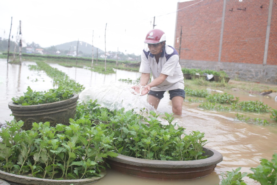 Người nông dân bật khóc giữa thủ phủ hoa cúc - 5 Sau lũ, người nông dân ở thủ phủ hoa cúc Tư Nghĩa nỗ lực cứu hoa mong giảm bớt thiệt hại