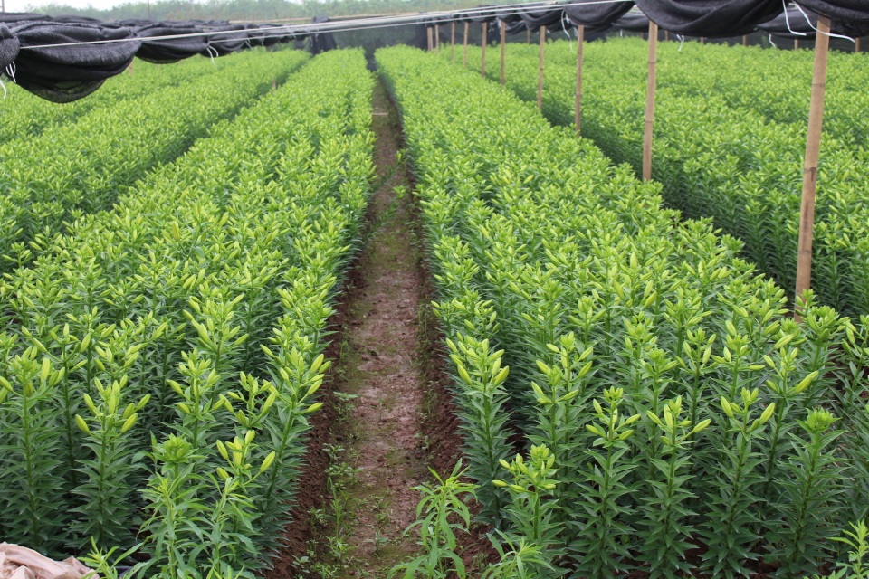 Vườn hoa ly của anh Bùi Tuấn Hải đang trong thời kỳ thu hoạch.
