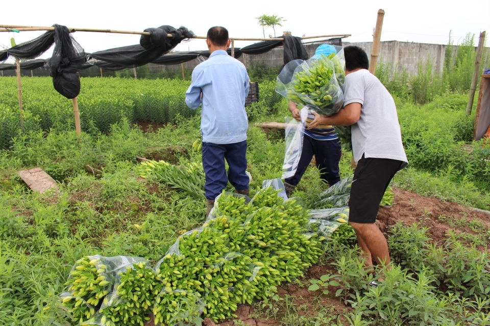 Công nhân đang chọn những bông hoa sắp nở để thu hoạch.