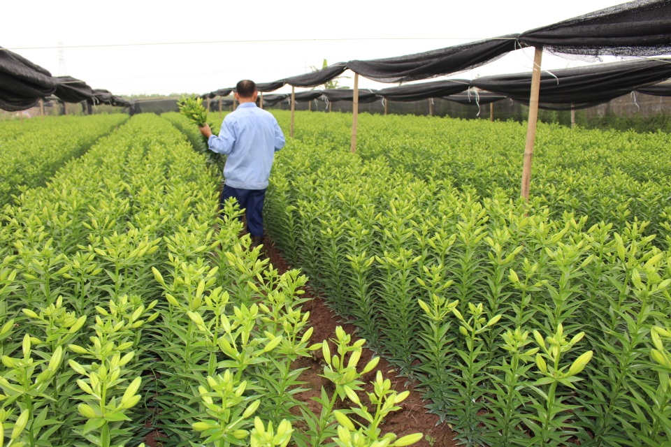 Nông dân trẻ "bén duyên" hoa ly, thu tiền tỷ mỗi năm - 4