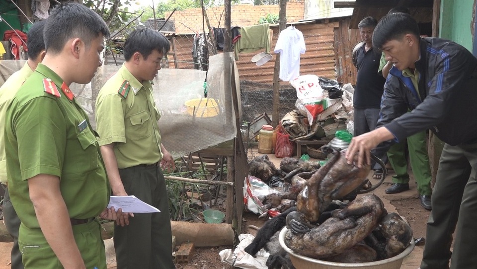 Bắt quả tang một quán nhậu tàng trữ hơn 100kg động vật hoang dã - 3 Lực lượng chức năng đang tiến hàng kiểm tra