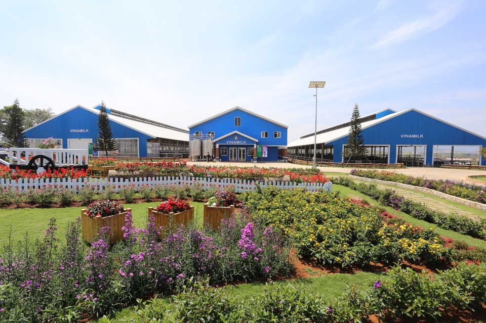 
Trang trại bò sữa hữu cơ Vinamilk Đà Lạt là trang trại đầu tiên đạt tiêu chuẩn hữu cơ của Châu Âu tại Việt Nam.
