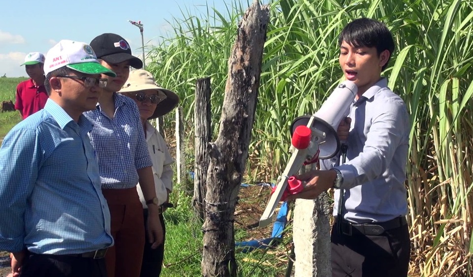 Nông dân trồng mía bằng hệ thống tự động - 1 Khi tưới bằng hệ thống phun bằng pét người nông dân giảm chi phí, tăng năng suất thu lợi thêm gần 11 triệu đồng/ha.