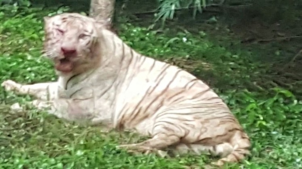 Một con hổ trắng quý hiếm chết sau khi bị đàn hổ Bengal bao vây trong sở thú - 1
Cô hổ Shreyas chết do các vết thương quá nặng.